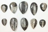 Lot: to Polished Orthoceras - + Pieces #134131-1